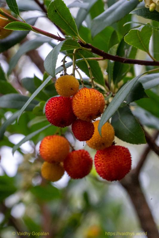 Wright Park and Stadium
