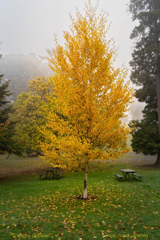 Wright Park and Stadium