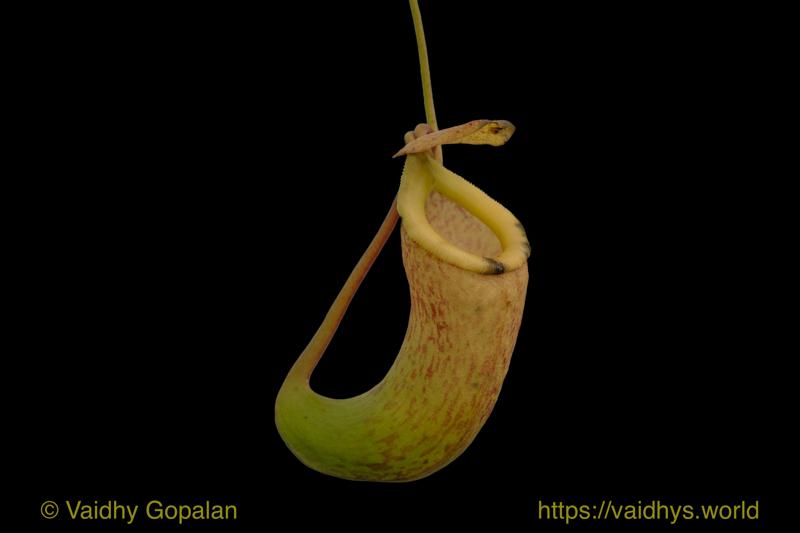 Wright Park and Stadium