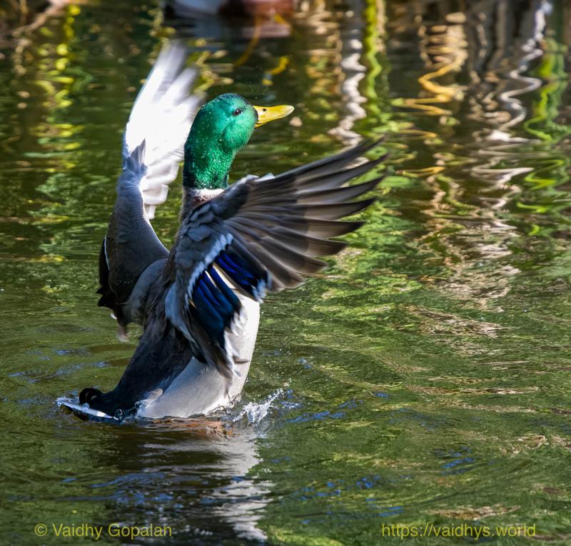 Wright Park and Stadium