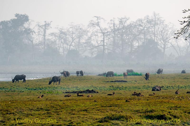 Kaziranga