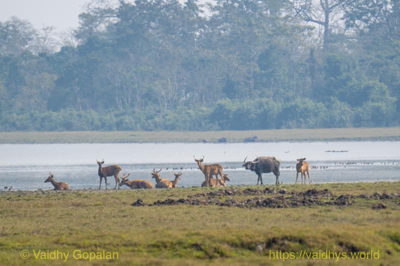 Kaziranga