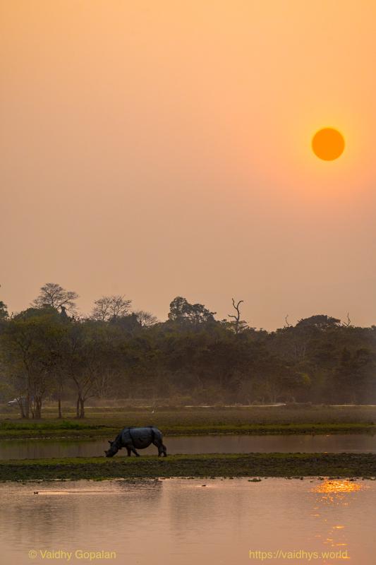Kaziranga