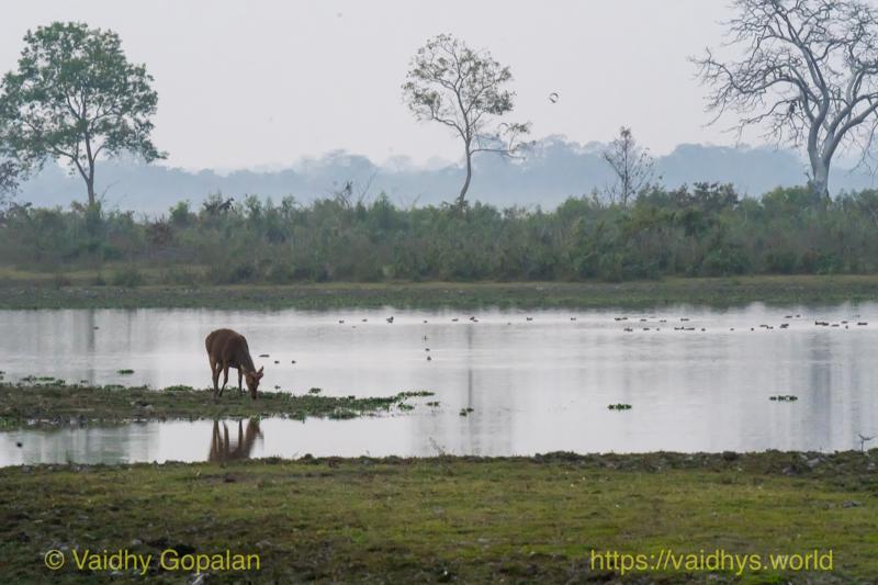 Kaziranga