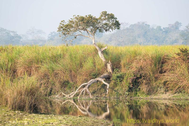 Kaziranga