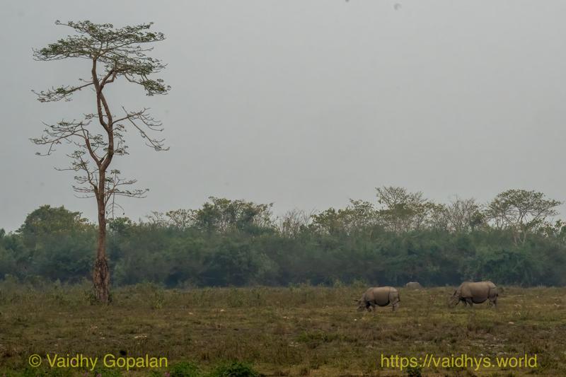 Kaziranga