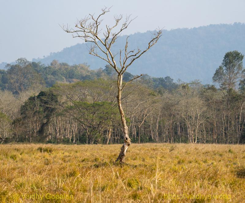 Kaziranga
