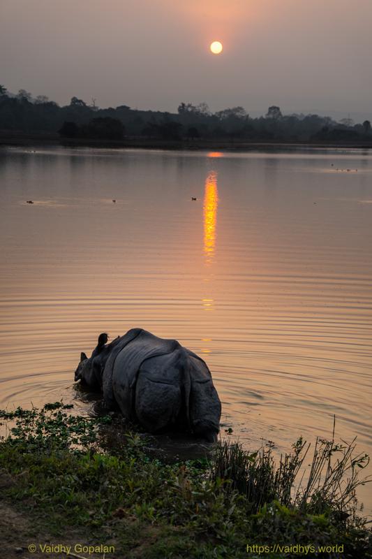 Kaziranga