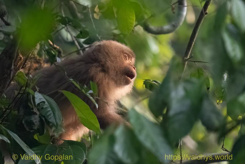 Hollongapar, Kaziranga, Pig-tailed Macaque