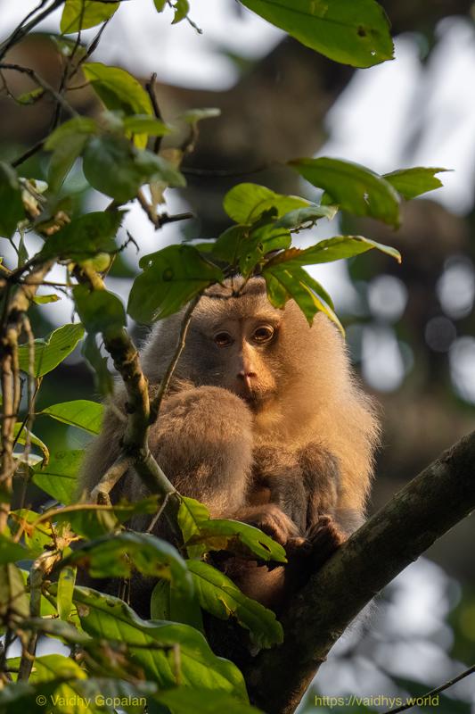 Hollongapar, Kaziranga, Pig-tailed Macaque