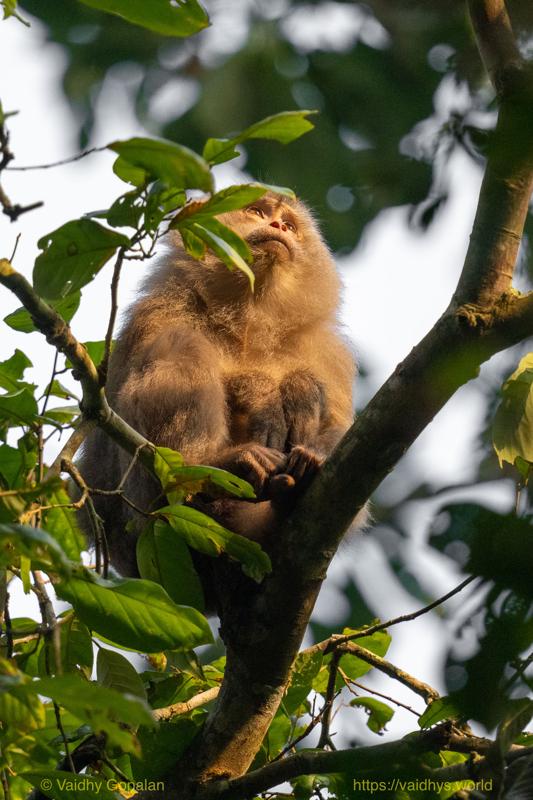 Hollongapar, Kaziranga, Pig-tailed Macaque