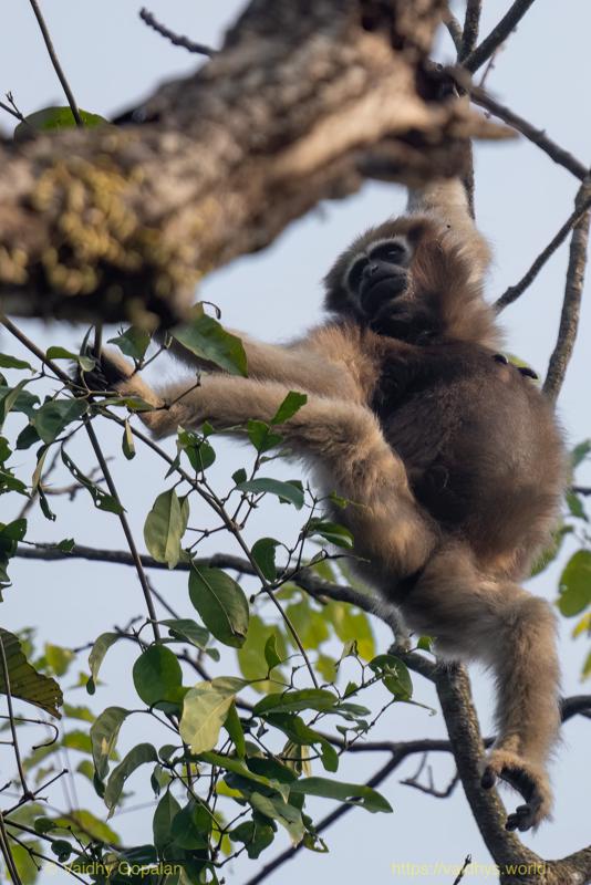 Hollongapar, Hoolock Gibbon, Kaziranga