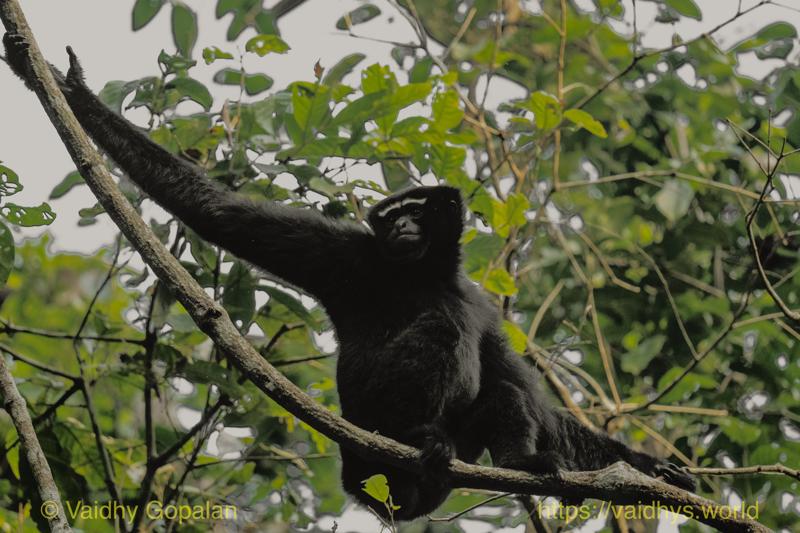 Hollongapar, Hoolock Gibbon, Kaziranga