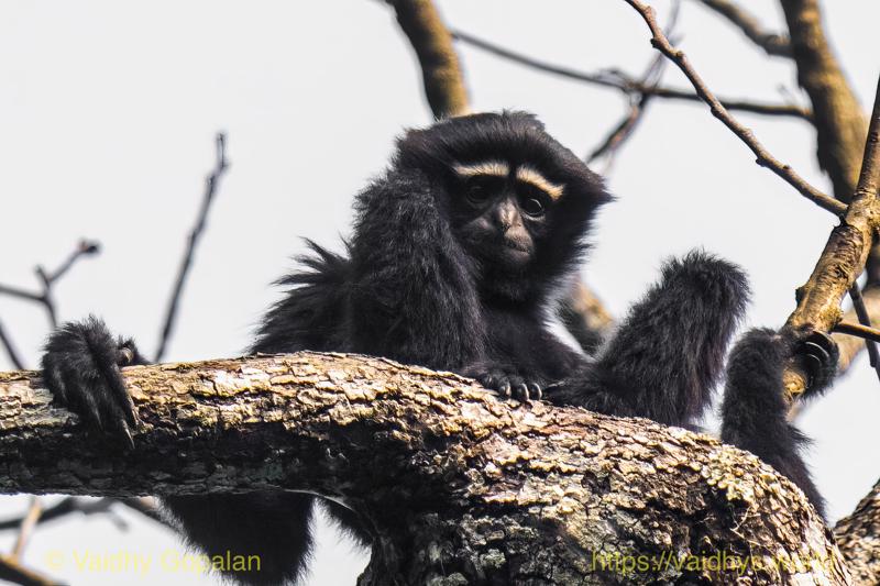 Hollongapar, Hoolock Gibbon, Kaziranga