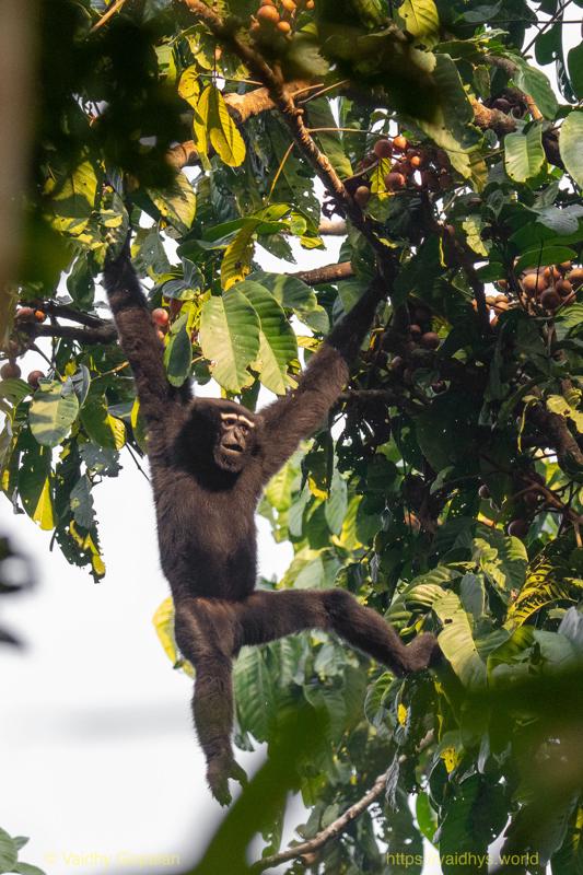 Hollongapar, Hoolock Gibbon, Kaziranga
