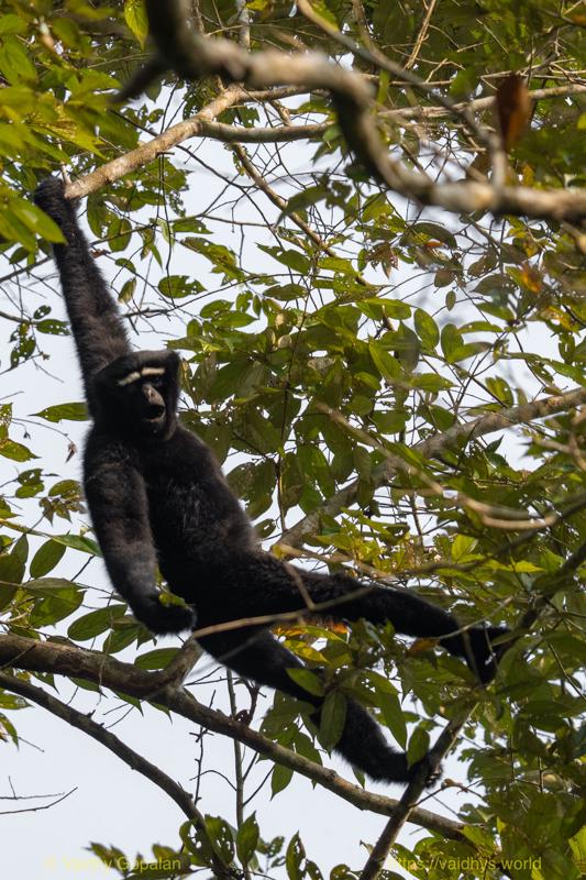 Hollongapar, Hoolock Gibbon, Kaziranga