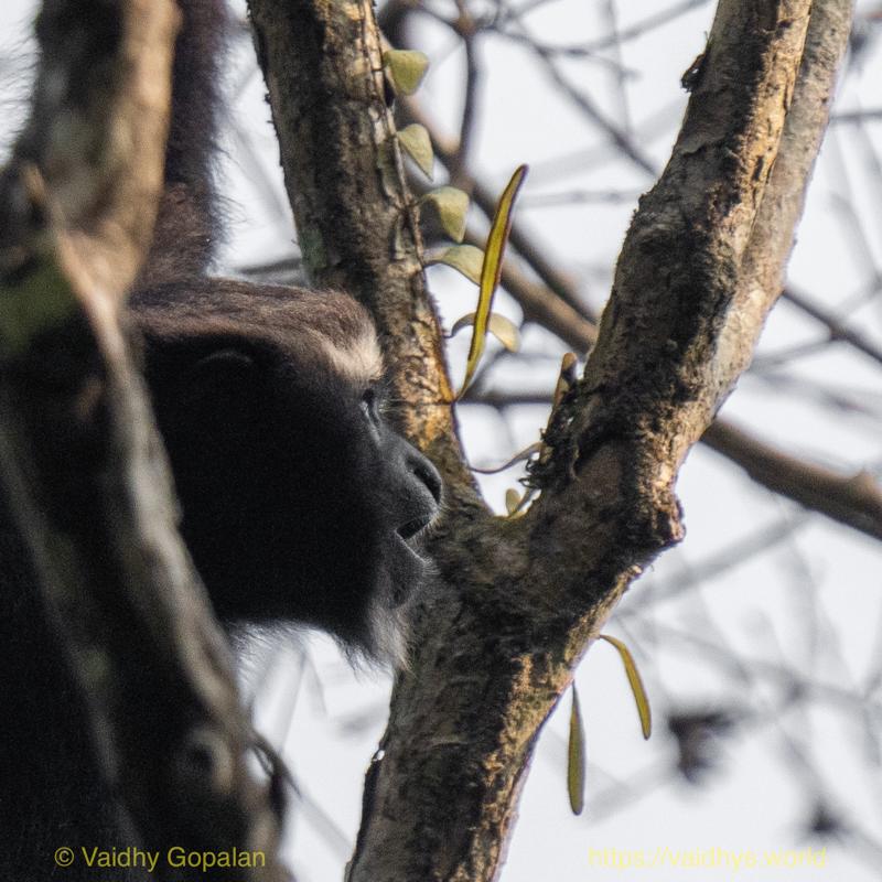 Hollongapar, Hoolock Gibbon, Kaziranga