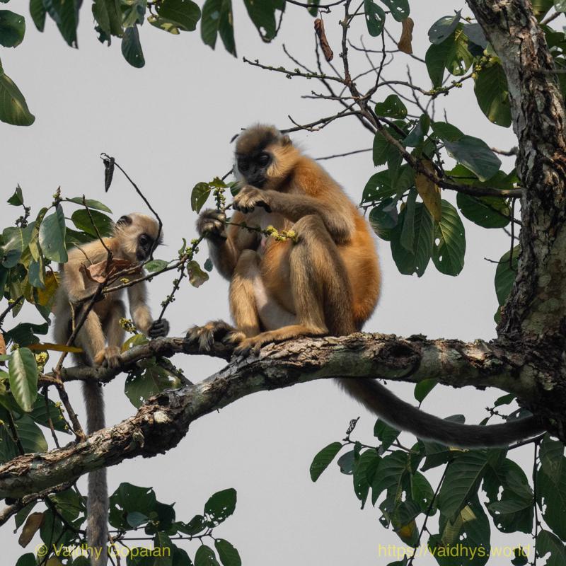 Capped langur, Hollongapar, Kaziranga