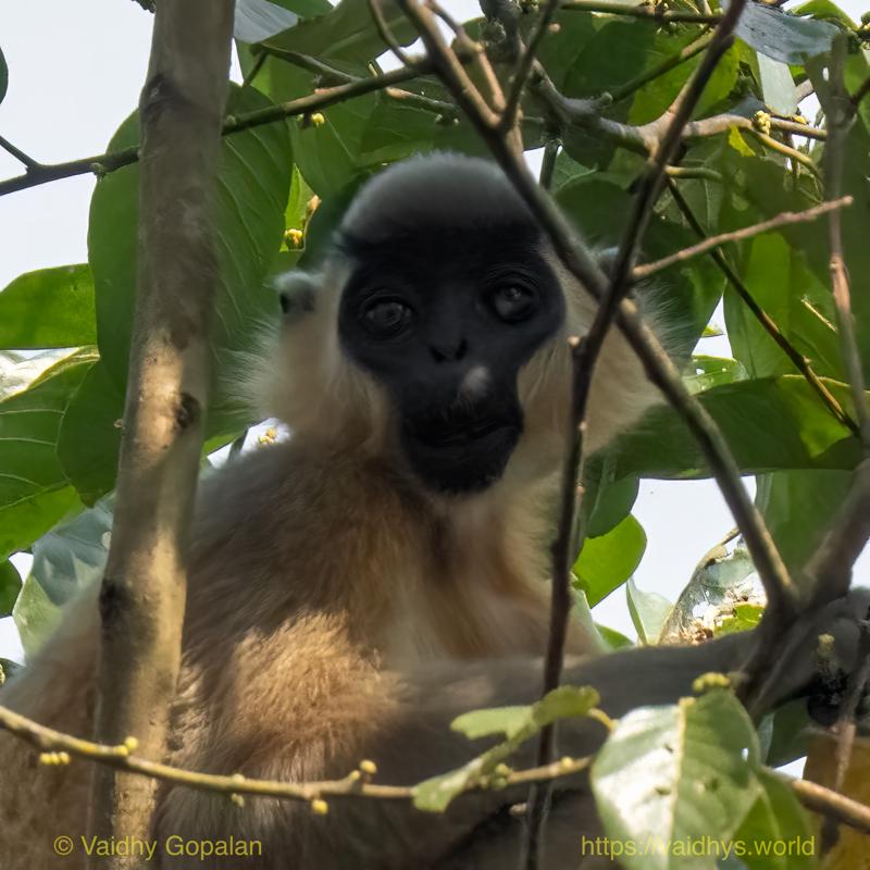 Capped langur, Hollongapar, Kaziranga