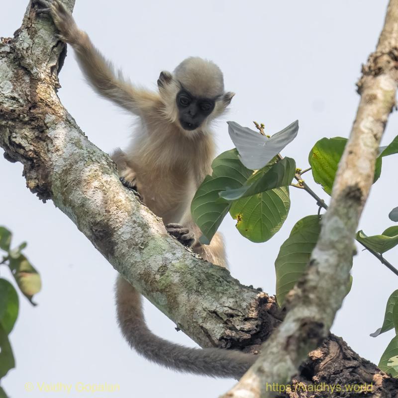 Capped langur, Hollongapar, Kaziranga