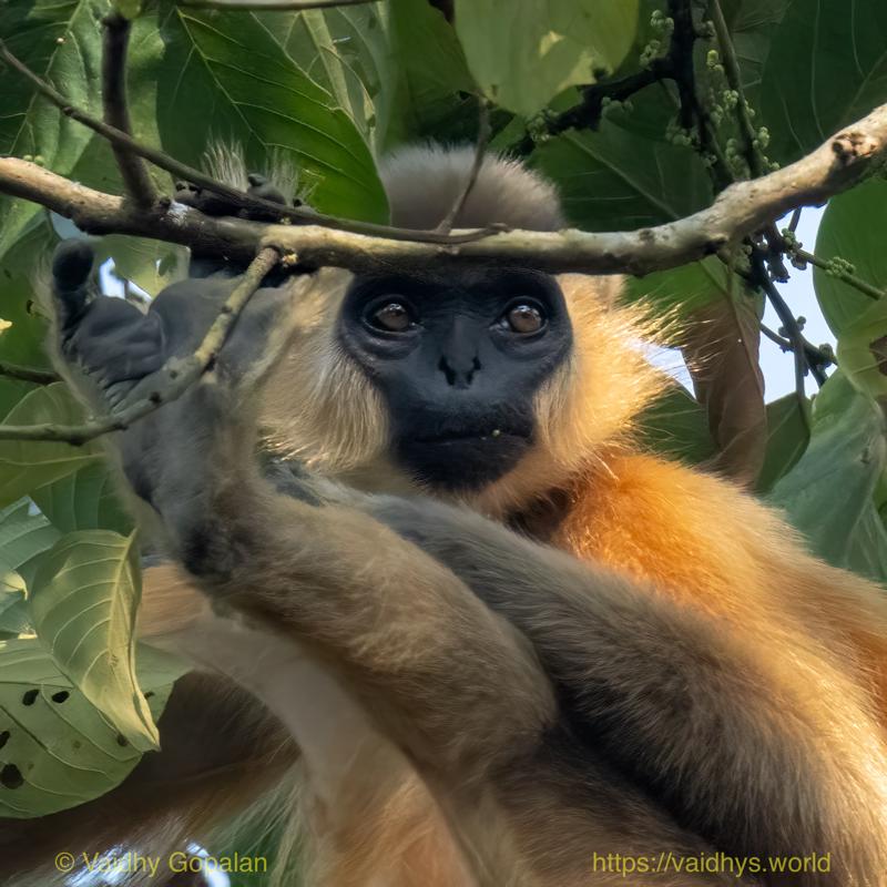 Capped langur, Hollongapar, Kaziranga