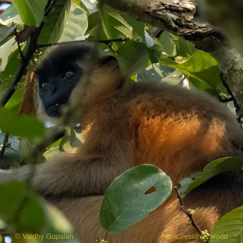 Capped langur, Hollongapar, Kaziranga
