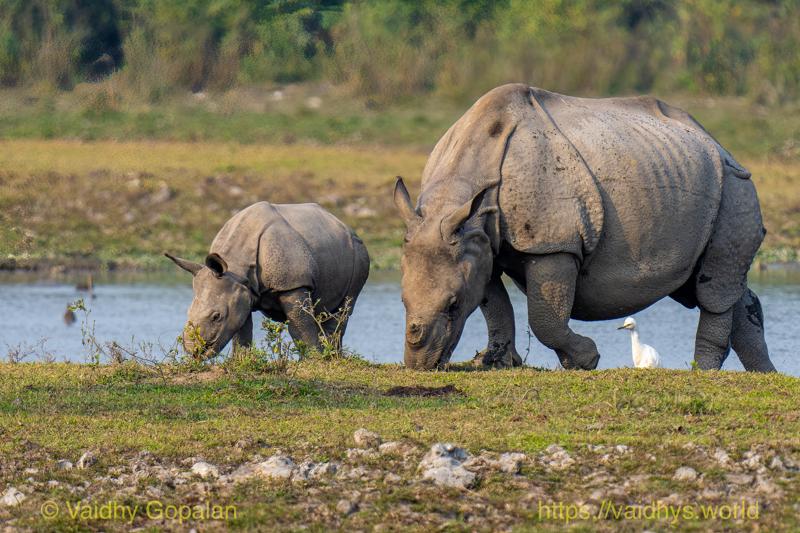 Kaziranga, Rhino