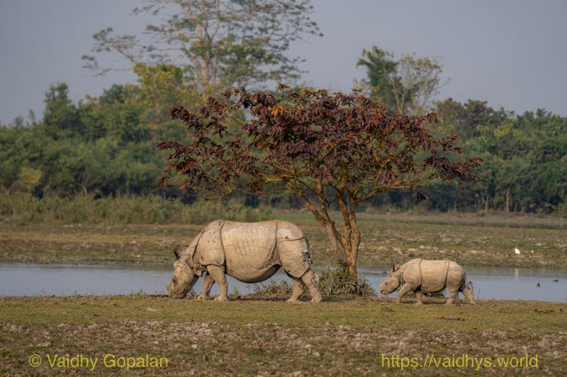 Kaziranga, Rhino