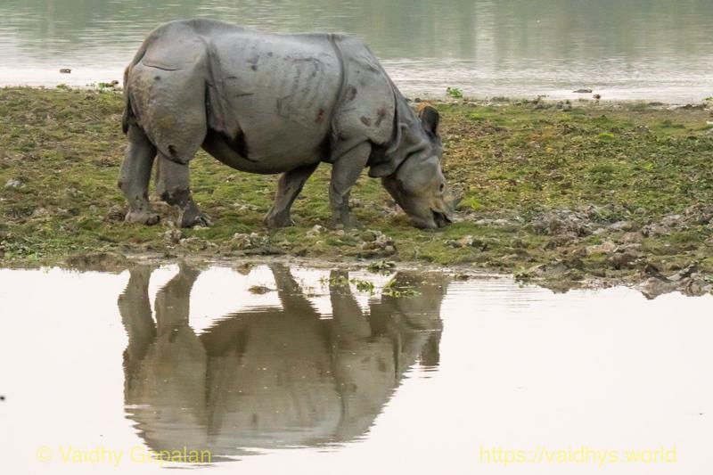 Kaziranga, Rhino