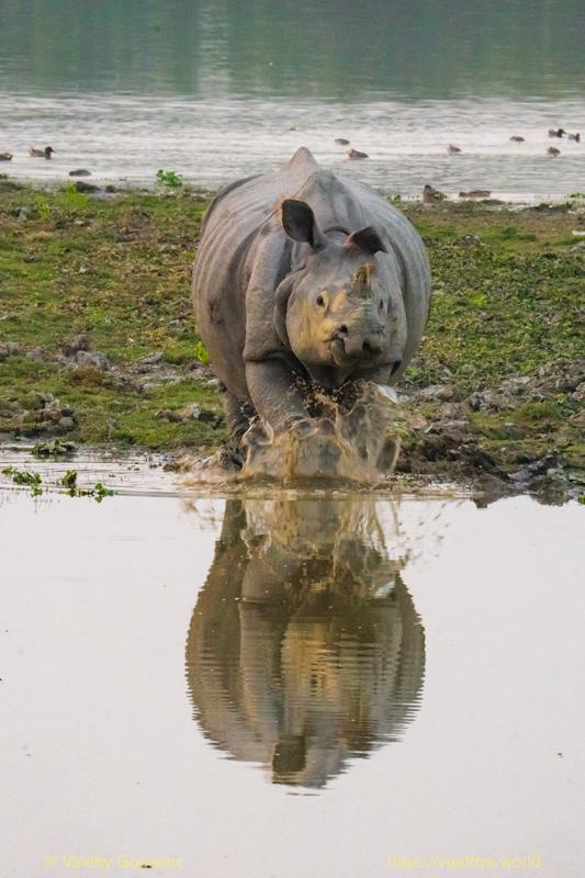 Kaziranga, Rhino