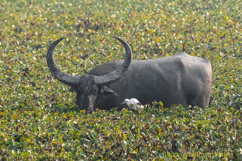 Kaziranga, Wild Buffalo