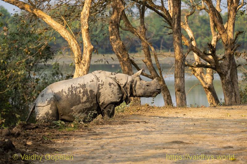 Kaziranga, Rhino