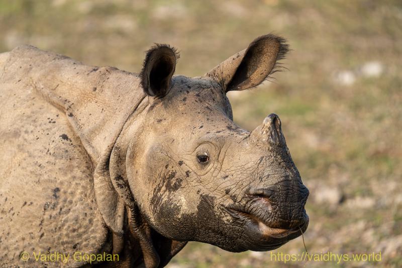 Kaziranga, Rhino