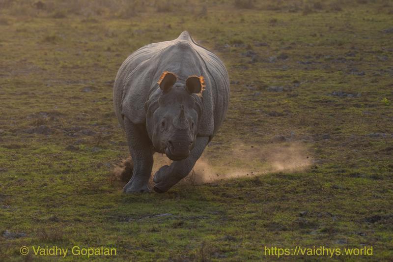 Charging Rhino, Kaziranga, Rhino