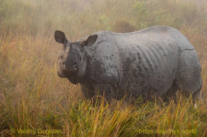 Kaziranga, Rhino