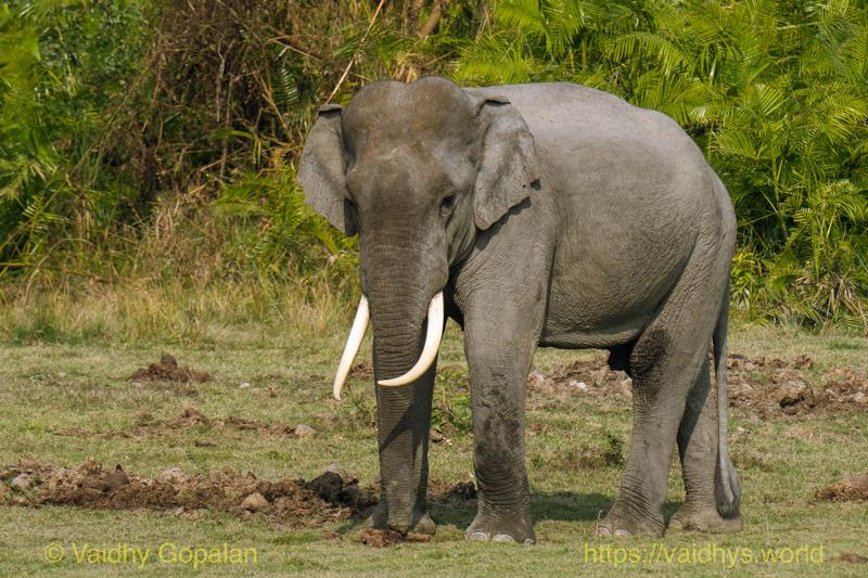 Elephant, Kaziranga