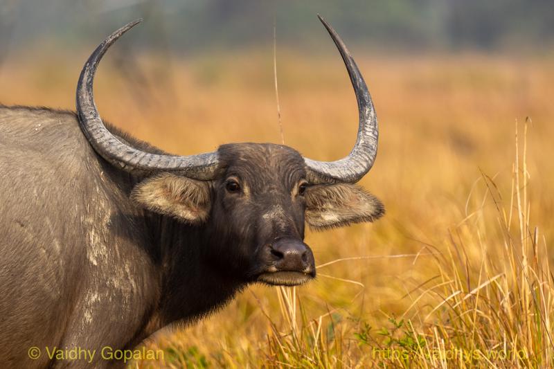 Kaziranga, Wild Buffalo
