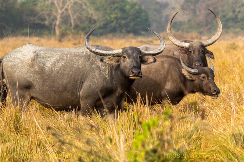 Kaziranga, Wild Buffalo