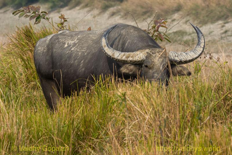 Kaziranga, Wild Buffalo