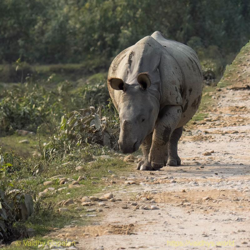 Kaziranga, Rhino