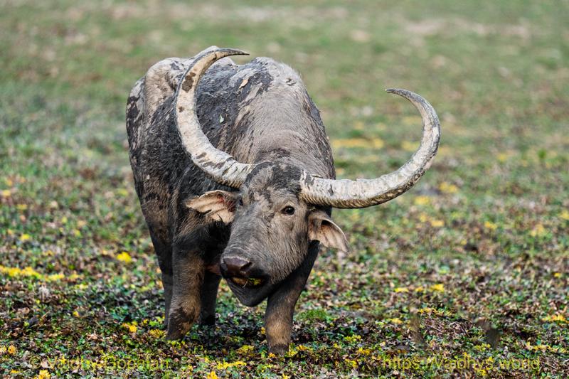 Kaziranga, Wild Buffalo