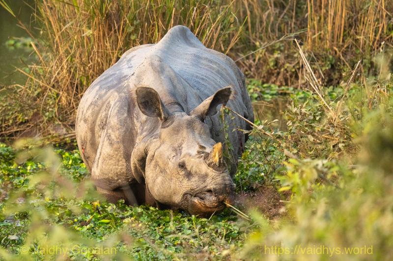 Kaziranga, Rhino