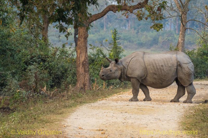 Kaziranga, Rhino
