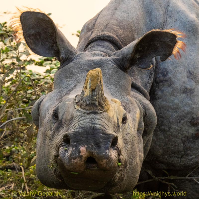 Kaziranga, Rhino