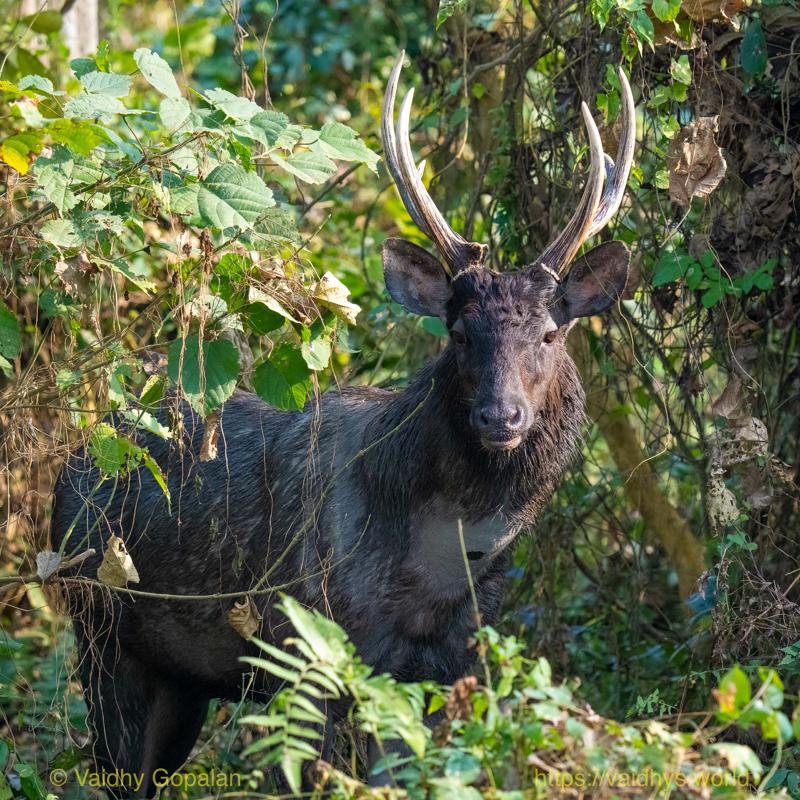 Deer, Kaziranga, Sambar