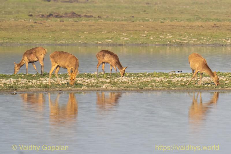 Barasingha, Deer, Kaziranga
