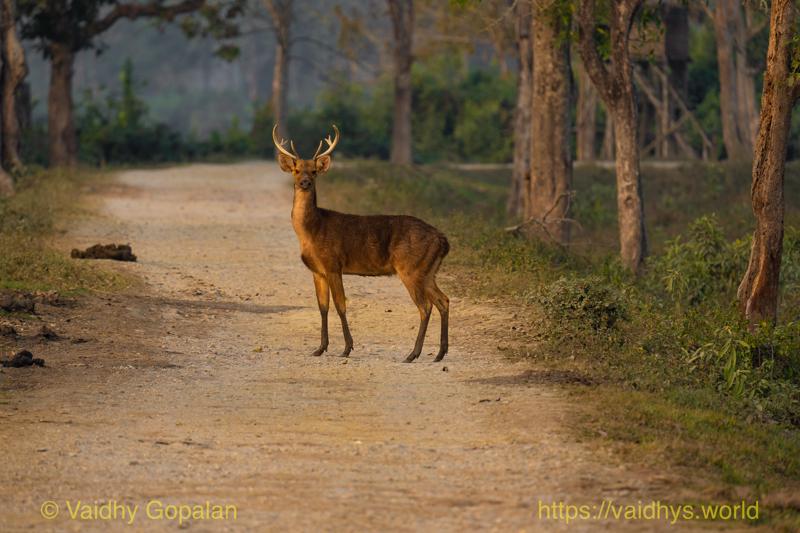 Barasingha, Deer, Kaziranga