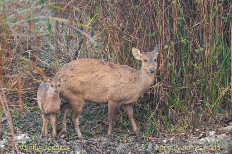Deer, Hog Deer, Kaziranga