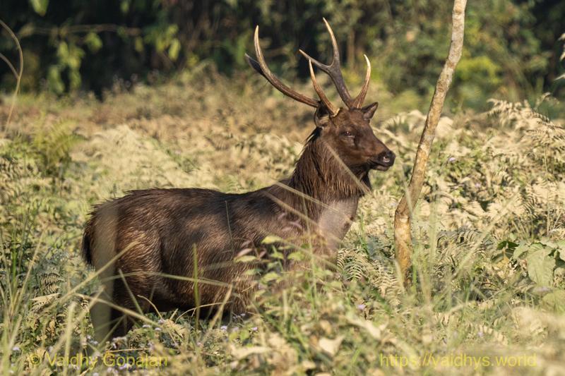 Deer, Kaziranga, Sambar