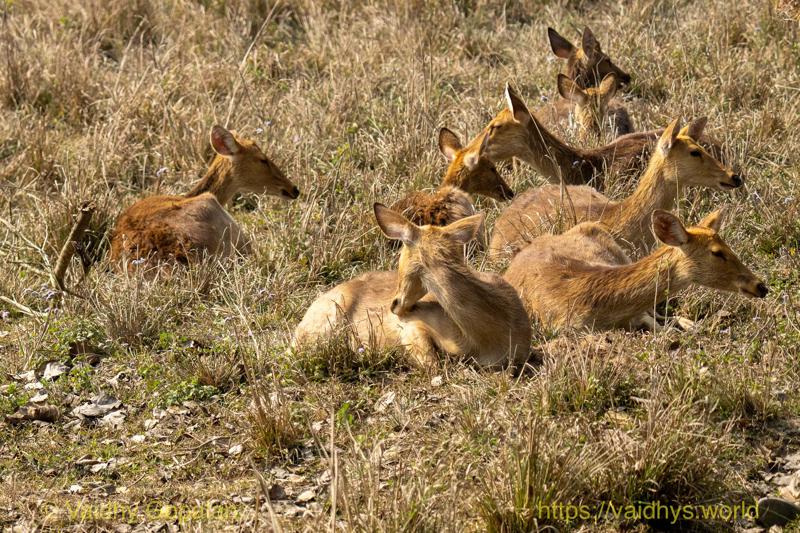 Barasingha, Deer, Kaziranga